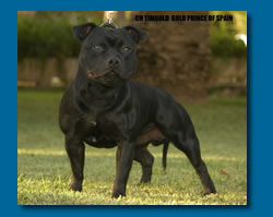 Champion Timgold Prince Of Spain