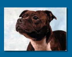 Bullmitz Maggie May