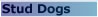 View Or Add  To The Stafford Stud Dog Directory